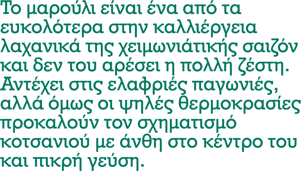 Το μαρούλι είναι ένα από τα ευκολότερα στην καλλιέργεια λαχανικά της χειμωνιάτικής σαιζόν και δεν του αρέσει η πολλή ...