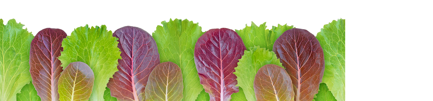 Lettuce salad green and purple leaves seamless horizontal border pattern isolated on white. Lactuca sativa leaf vegetable.