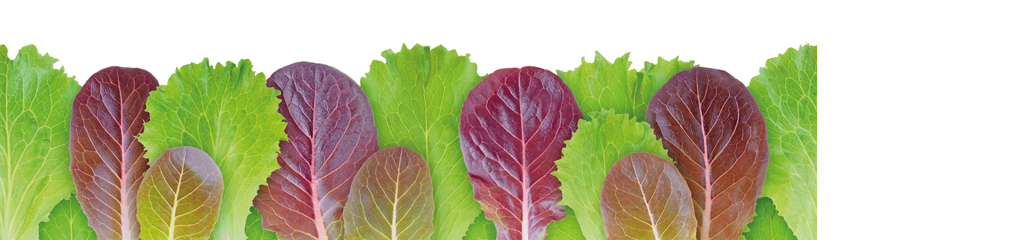 Lettuce salad green and purple leaves seamless horizontal border pattern isolated on white. Lactuca sativa leaf vegetable.