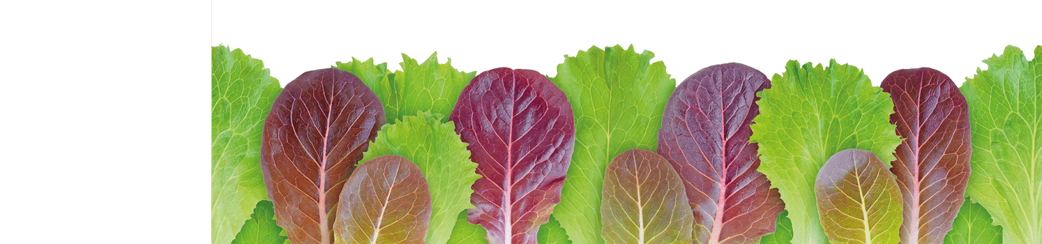 Lettuce salad green and purple leaves seamless horizontal border pattern isolated on white. Lactuca sativa leaf vegetable.
