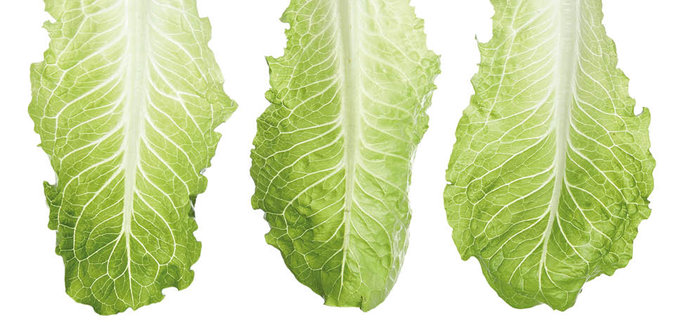 Fresh romaine lettuce leaves on white background