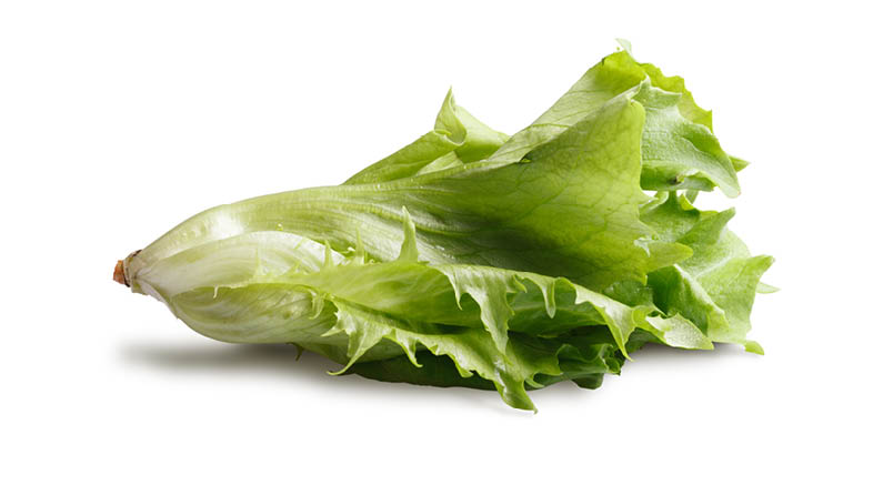 Macro of fresh leaf lettuce (Lactuca sativa) isolated on white background