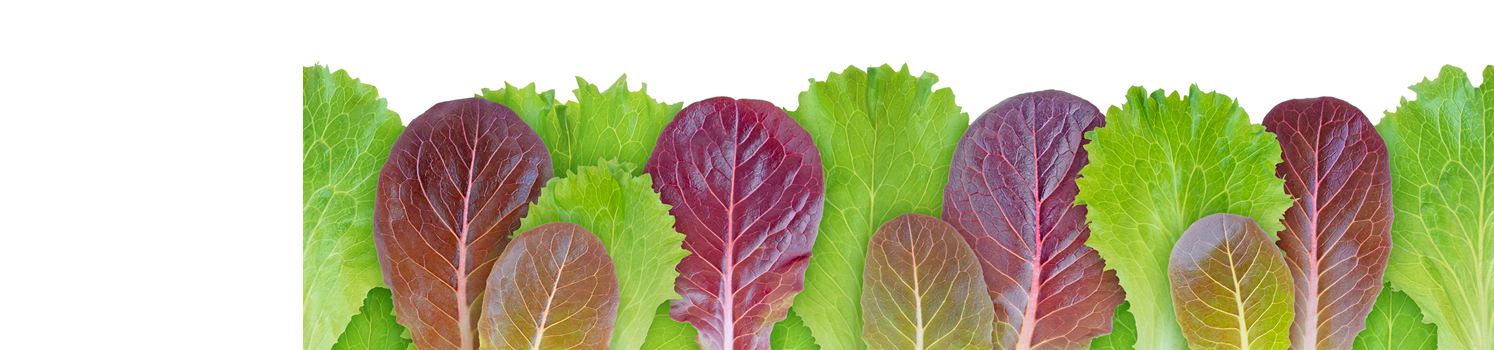 Lettuce salad green and purple leaves seamless horizontal border pattern isolated on white. Lactuca sativa leaf vegetable.