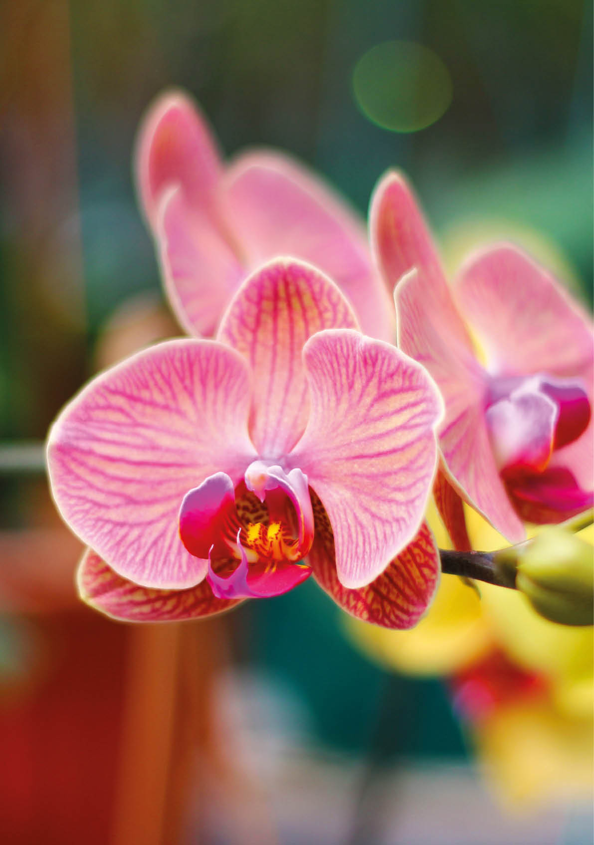 Photo of Doritaenopsis Orchid. Doritaenopsis orchids are native to Southeast Asia, including Indonesia, Thailand, Malaysia. The flowers of Doritaenopsis orchids are beautiful. Nice for wallpaper