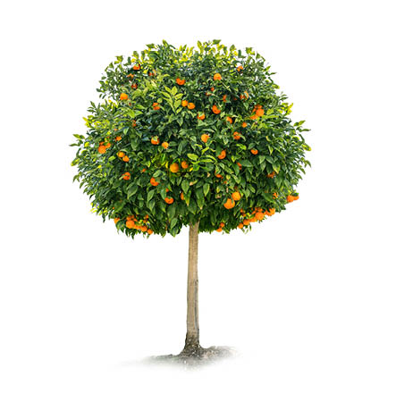 Orange tree on a white background