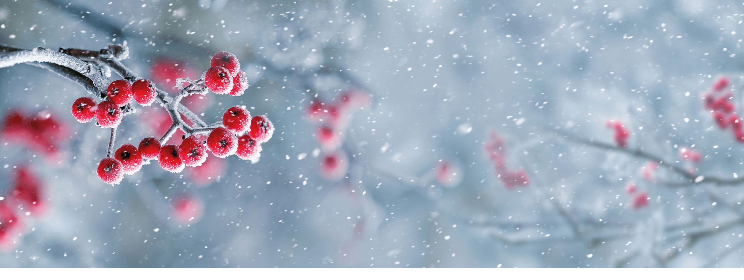 Red berries of mountain ash on a tree in winter during a snowfall, panorama