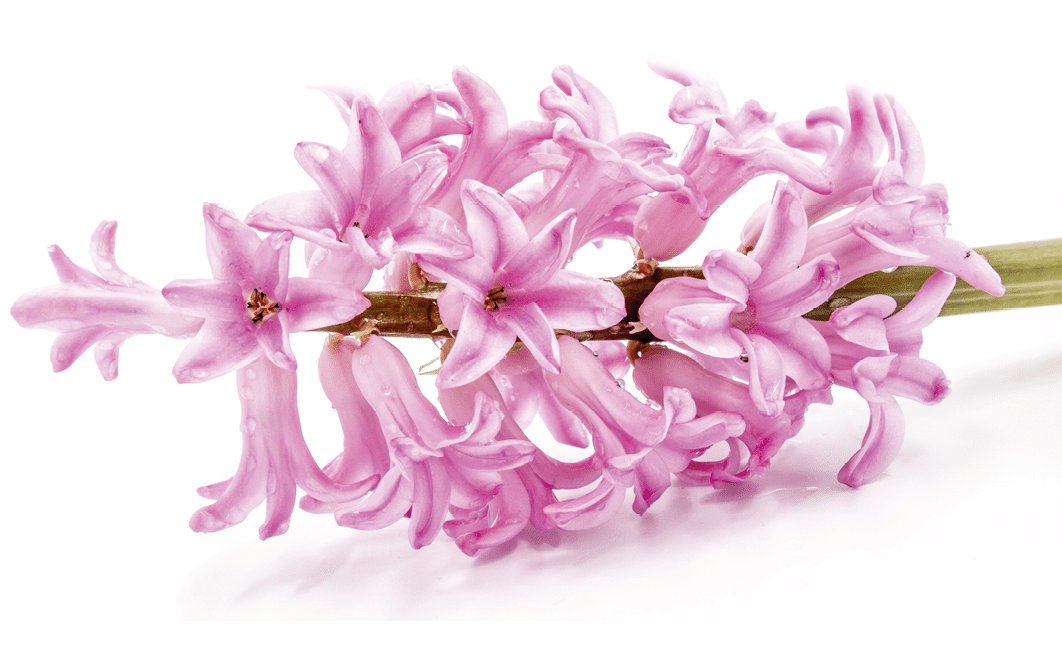 A cluster of pink pearl hyacinth flowers against a white background