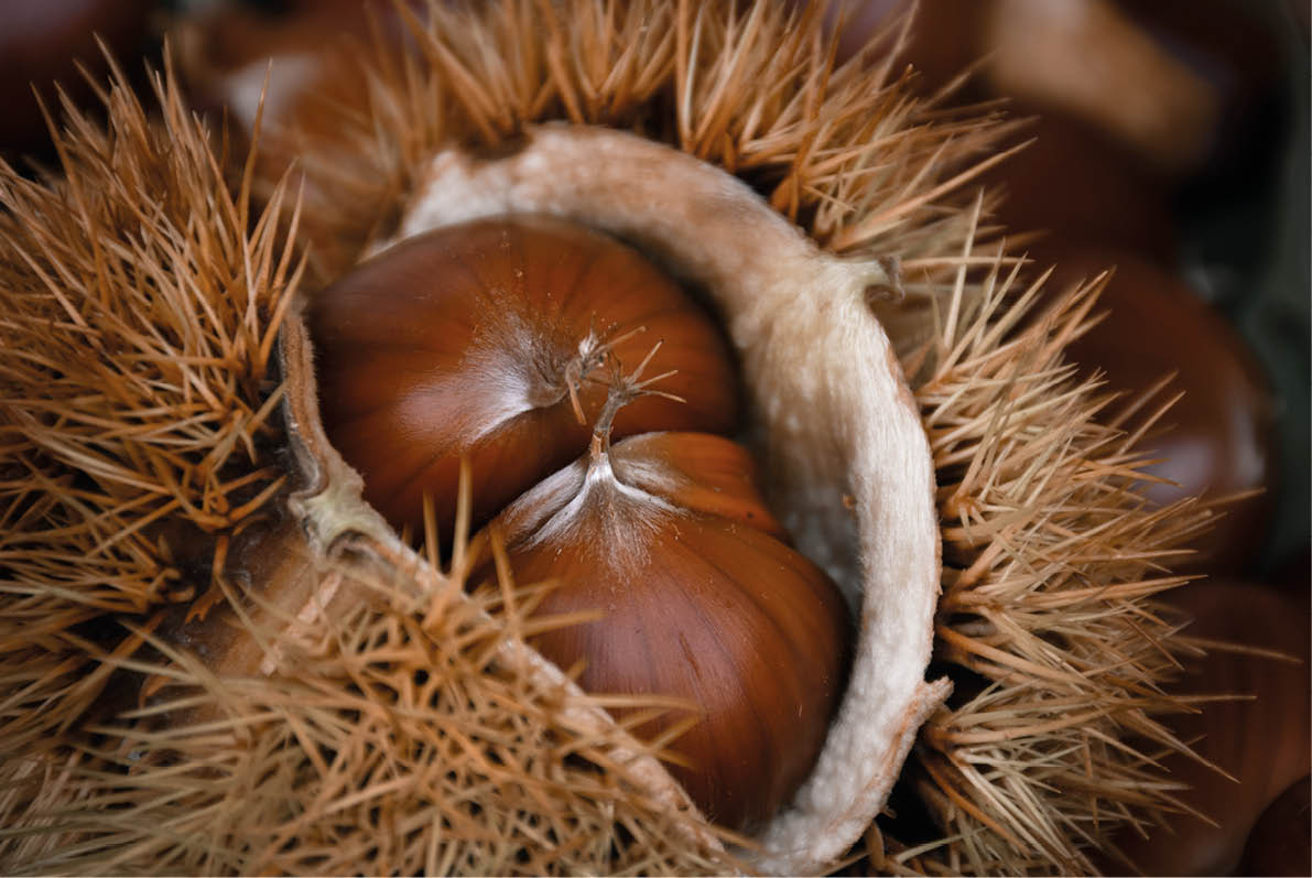 hedgehog with its chestnuts inside