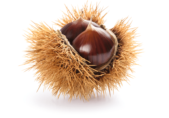 Fresh sweet chestnuts in the shell isolated on white