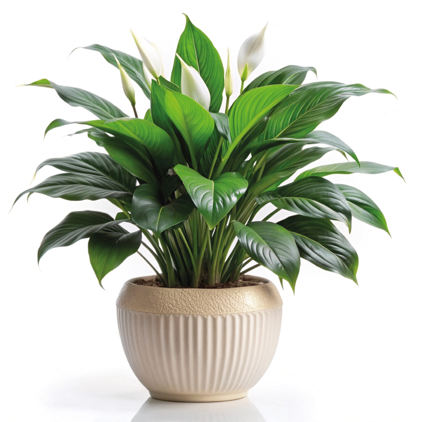 Vibrant peace lily with lush foliage in a classic ceramic pot on a white background