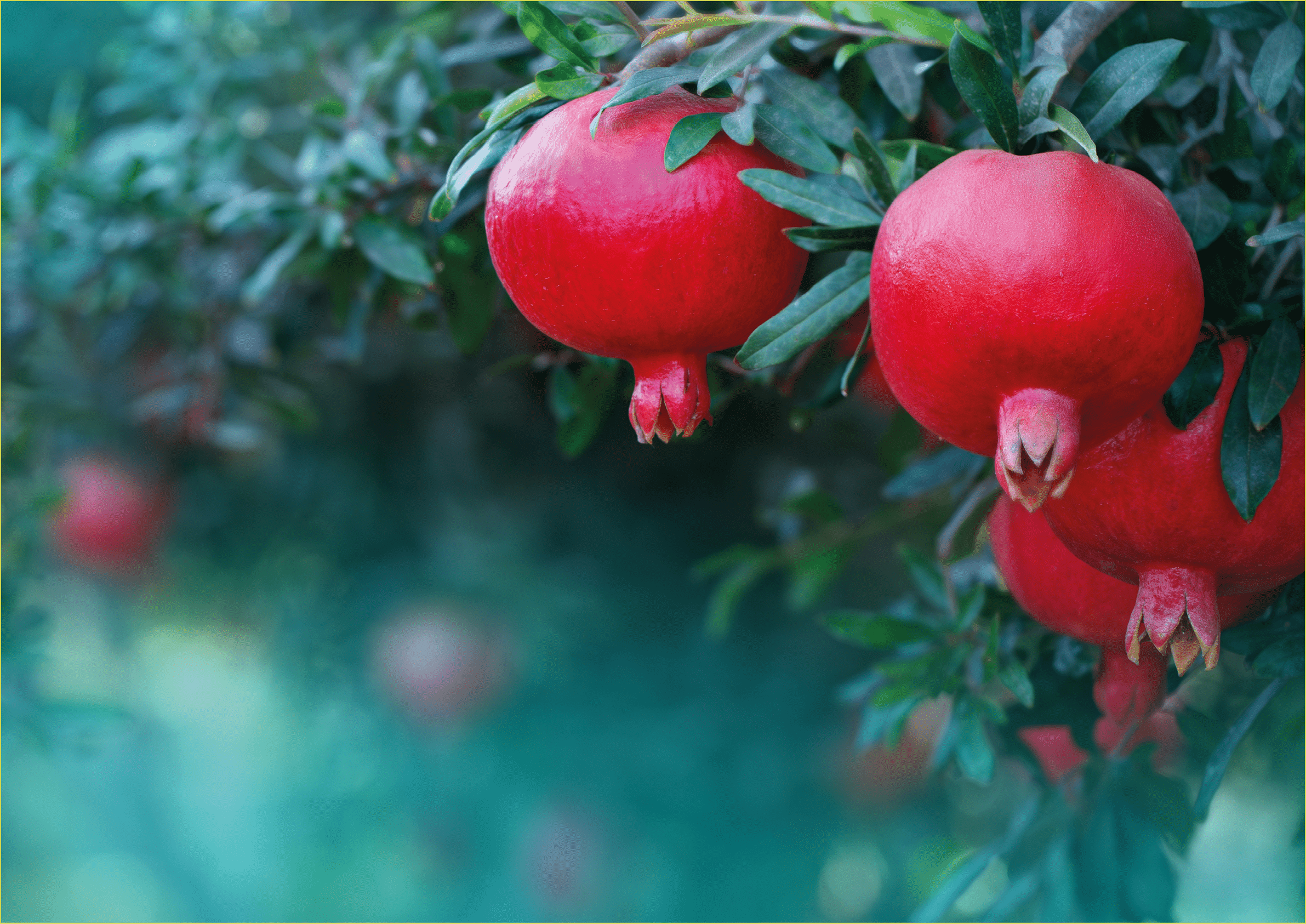 Ripe healthy pomegranate fruits on a tree branch in pomegranate orchard. Symbol of the Israeli holiday Rosh Hashanah