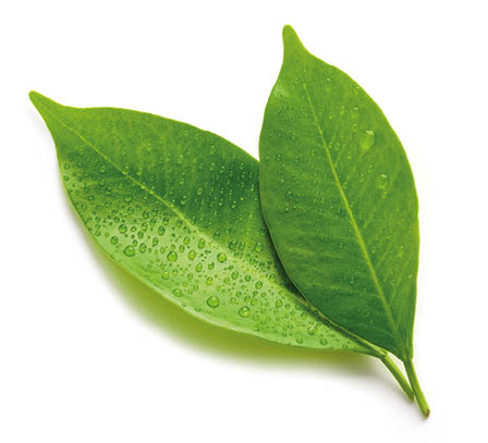 wet green leaves isolated on white background, top view