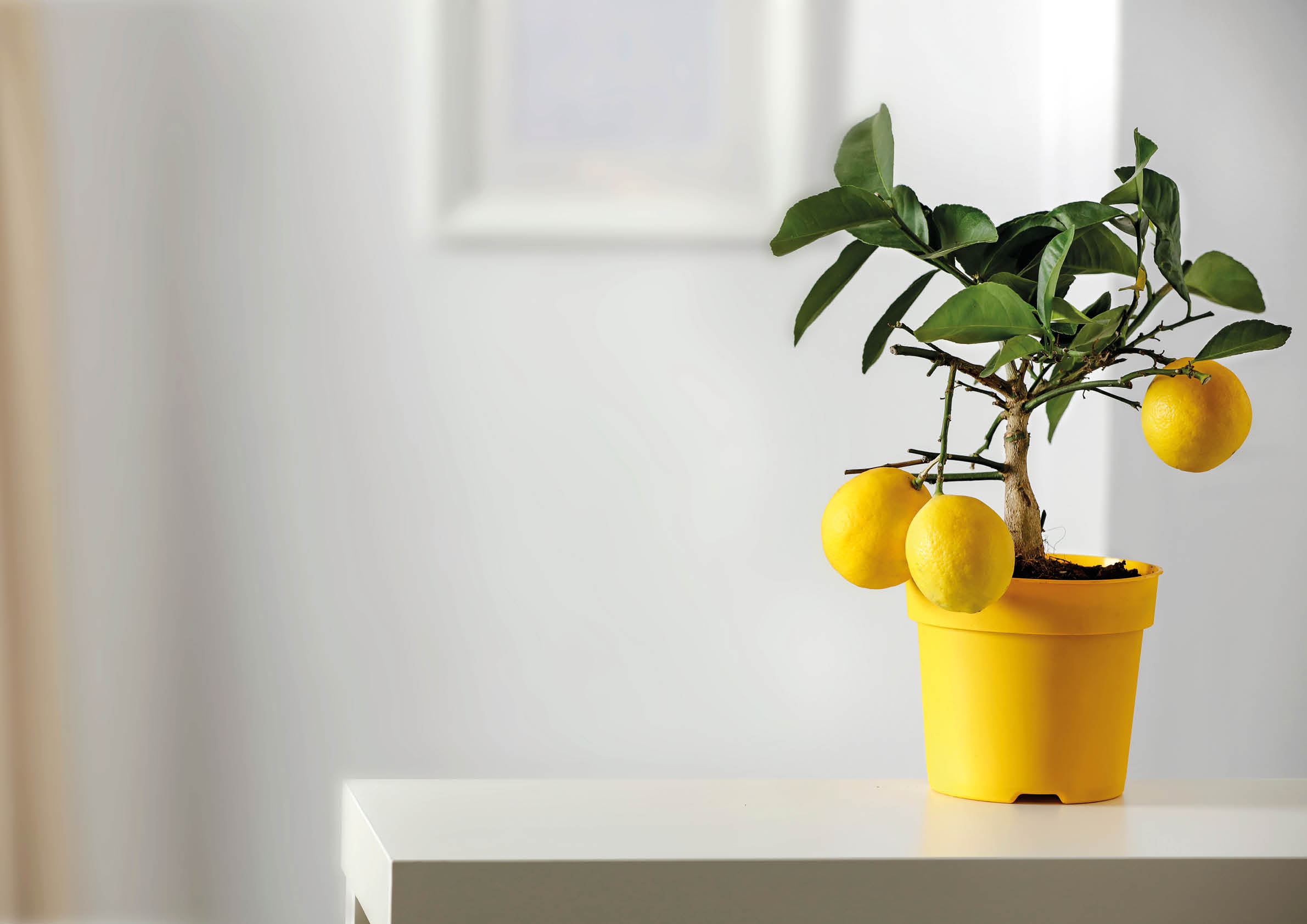 Lemon tree in yellow flowerpot in bright white colors with picture frame with blurred white wall background. Nice delicate decorations on small white table.