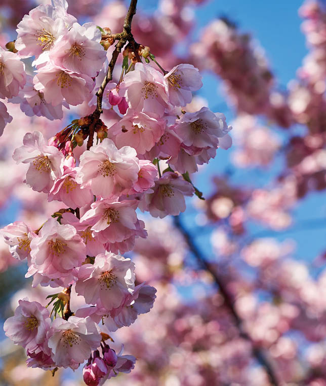 Selective focus of beautiful branches of pink Cherry blossoms on the tree under blue sky, Beautiful Sakura flowers during spring season in the park, Flora pattern texture, Nature floral background.