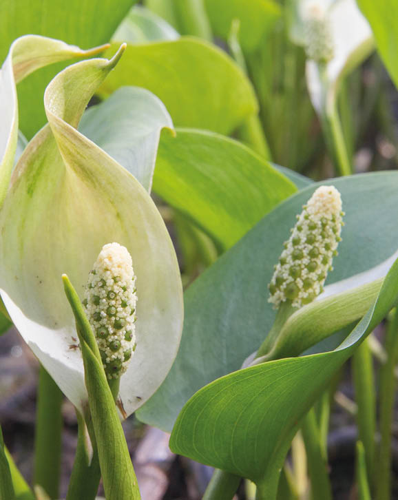 Closeup of three flowers of Calla palustris or bog arum with white petals and green elongated leaves and the network of floating roots is visible on the background