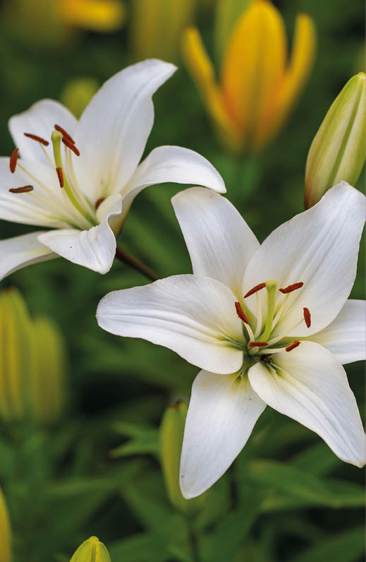 Two white lilies macro photography in summer day. Beauty garden lily with white petals close up garden photography. Lilium plant floral wallpaper on a green background.