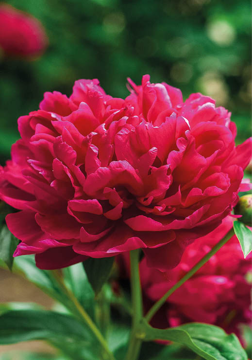 Red peonies in the garden. Blooming red peony. Closeup of beautiful red Peonie flower.