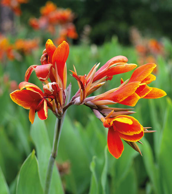 Blooming canna lily flower with green leaves