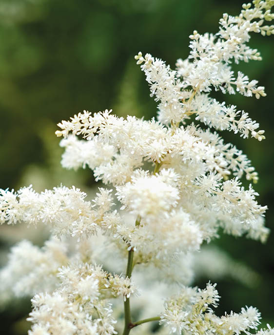 astilbe flowers growing in a garden. white astilba on a green background. summer flower garden, selective focus 