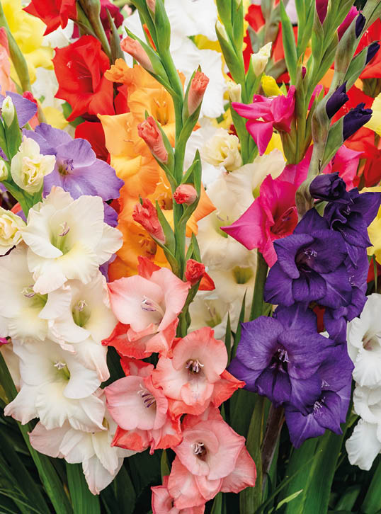 Colourful spikes of Gladioli flowers