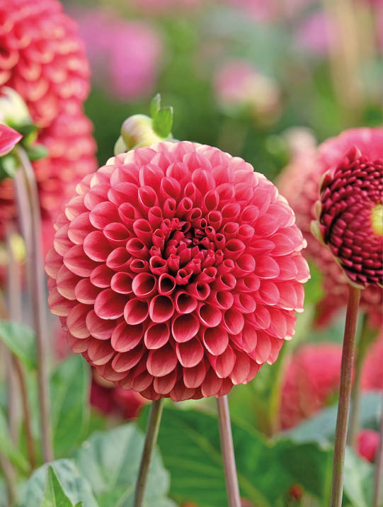 Rusty orange and red decorative ball Dahlia ‘Copper Boy’ in flower. 