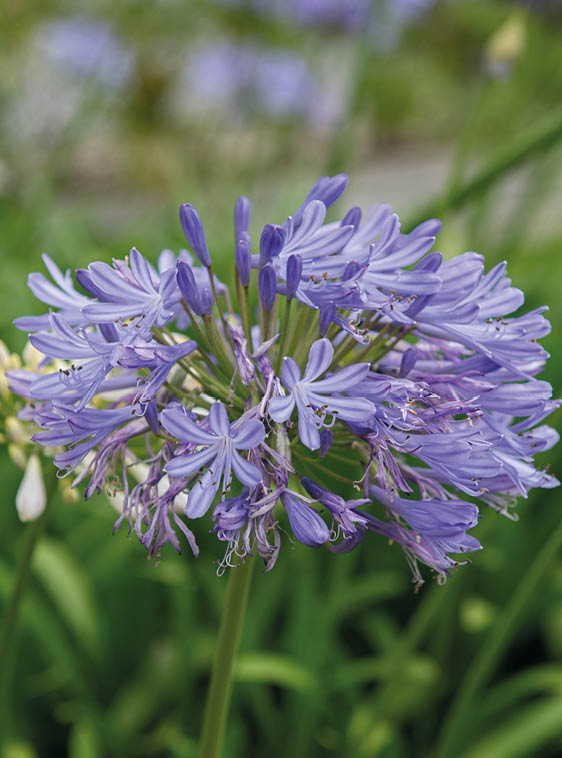 Close up of Agapanthus, or Lily of the Nile. Curitiba, Brazil. Selective focus.