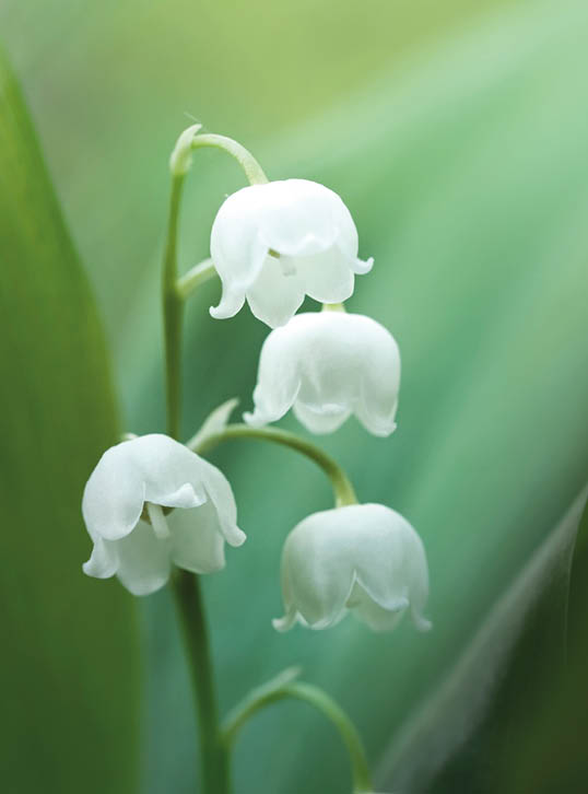 Lily of the valley (Convallaria majalis) is a perennial poisonous plant and it is also used in the production of soaps and perfumes.