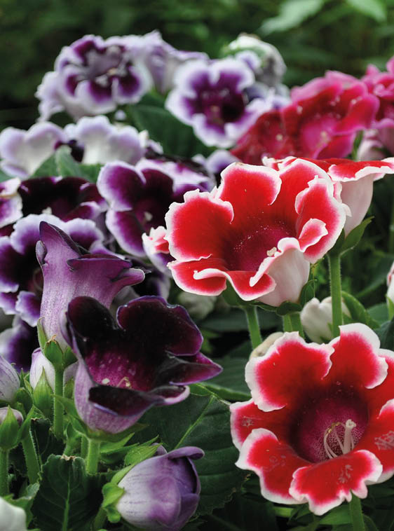 Fresh looking Gloxinia plants with flowers in red, purple, white and pink shades and green leaves.