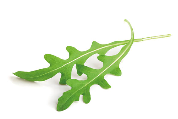 Green fresh rucola or arugula leaf isolated on white background macro