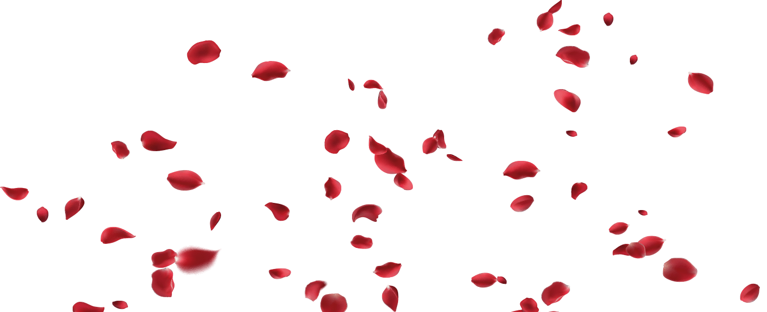 Red rose petals fly in a circle on a white background.