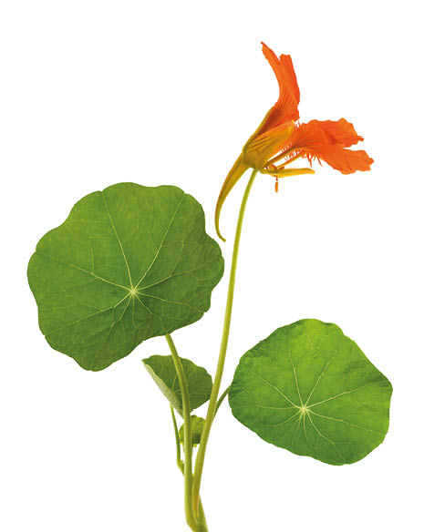 nasturtium flower isolated on white background.