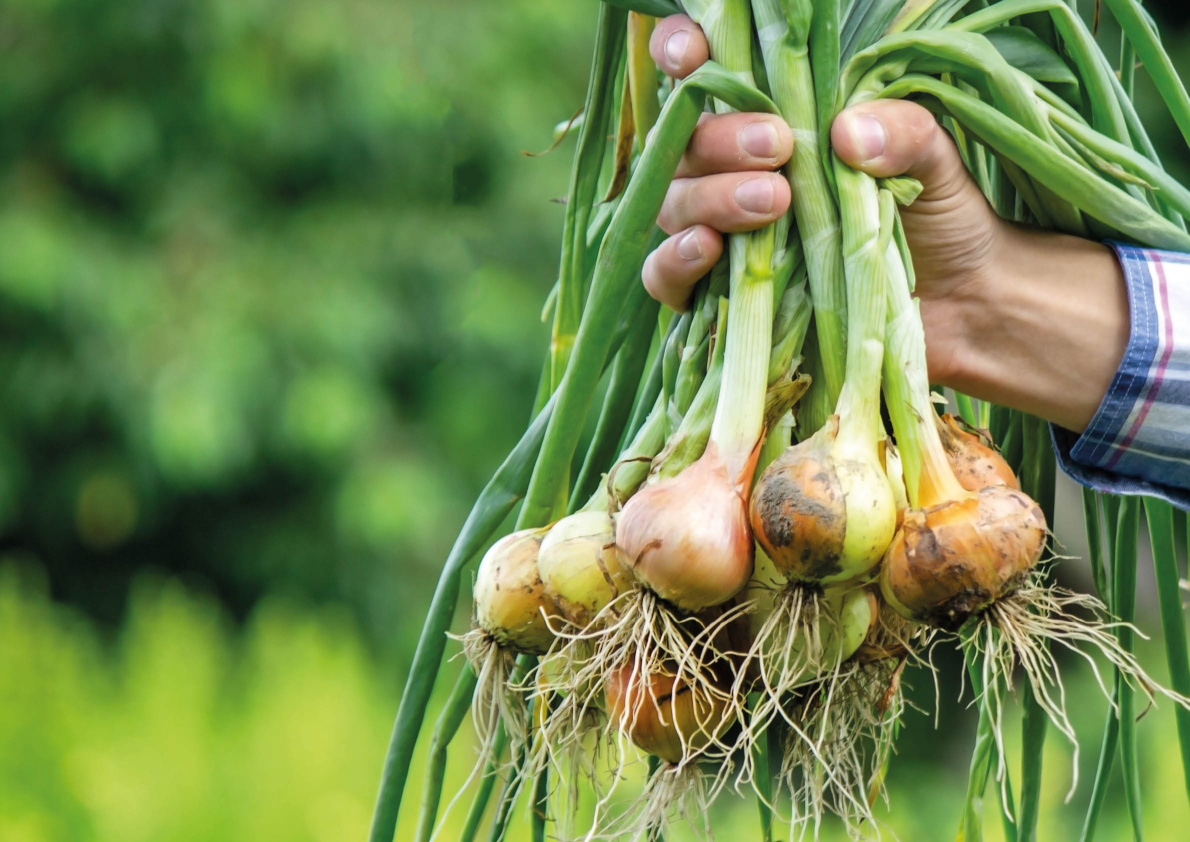 a bunch of fresh onions in the hands of a farmer. Nature. Selective focus
