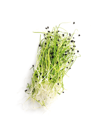 Assortment of micro greens. Growing kale, alfalfa, sunflower, arugula, mustard sprouts, panorama, Healthy lifestyle concept