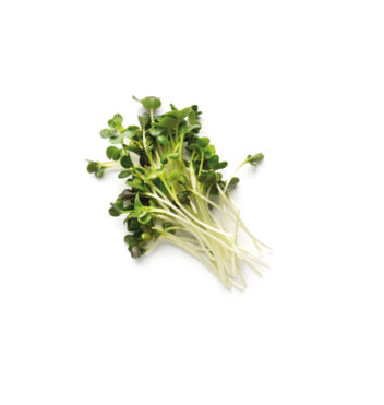 Assortment of micro greens. Growing kale, alfalfa, sunflower, arugula, mustard sprouts, panorama, Healthy lifestyle concept