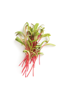 Assortment of micro greens. Growing kale, alfalfa, sunflower, arugula, mustard sprouts, panorama, Healthy lifestyle concept