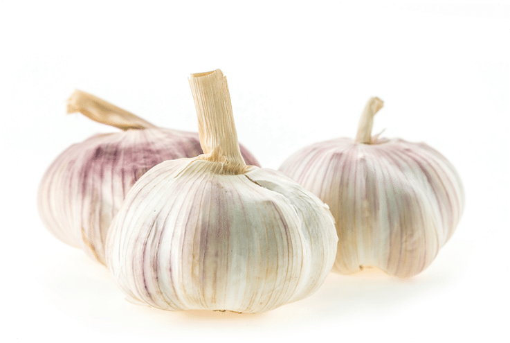 Garlic isolated on white background