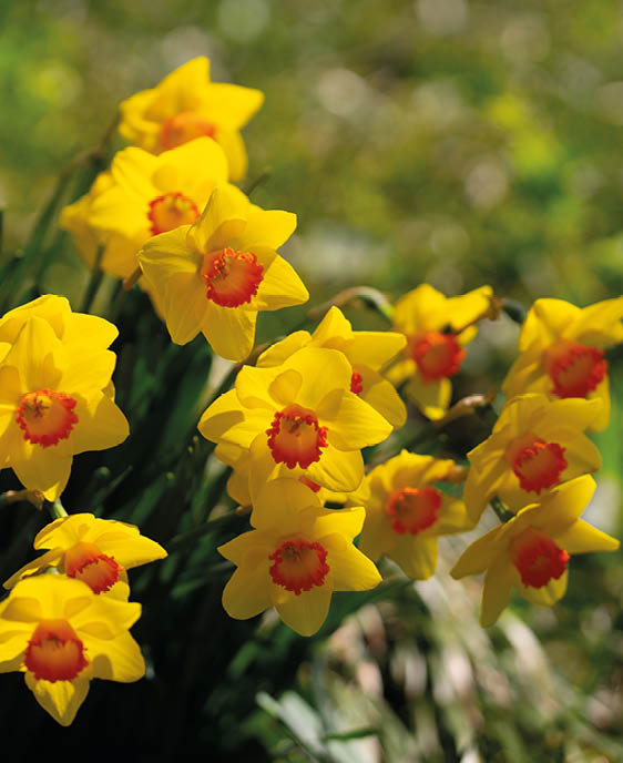 Narcissus flower in spring. Spring narcissus blossoms. Narcissus flowers in a garden. Close-up of a blooming narcissus. Blossoms spring background. Yellow nature background.