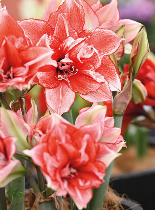 Pink and white flower of Amarillys plant