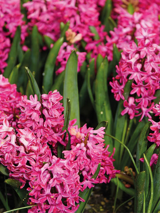 Hyacinthus orientalis, Jan Bos, the common hyacinth, garden hyacinth or Dutch hyacinth, is a species of flowering plant in the family Asparagaceae. Hanover – Berggarten, Germany.