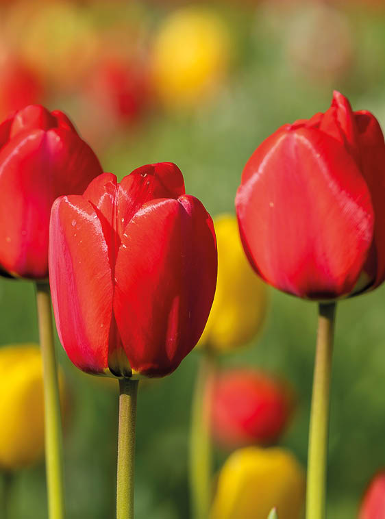 Tulipa Apeldoorn, Darwin hybrid. Red tulips starting to bloom in tulip field in garden. Red tulips background. Wallpaper. Poster. Selective focus.