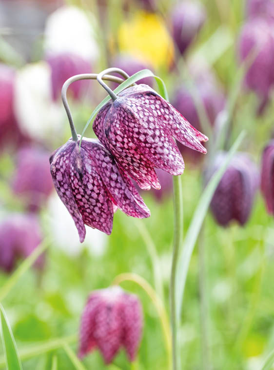 Closeup of dark maroon flower with white checkerboard pattern growing in a spring garden, portrait of a Checkered Lily, or Fritillaria Meleagris, blooming
